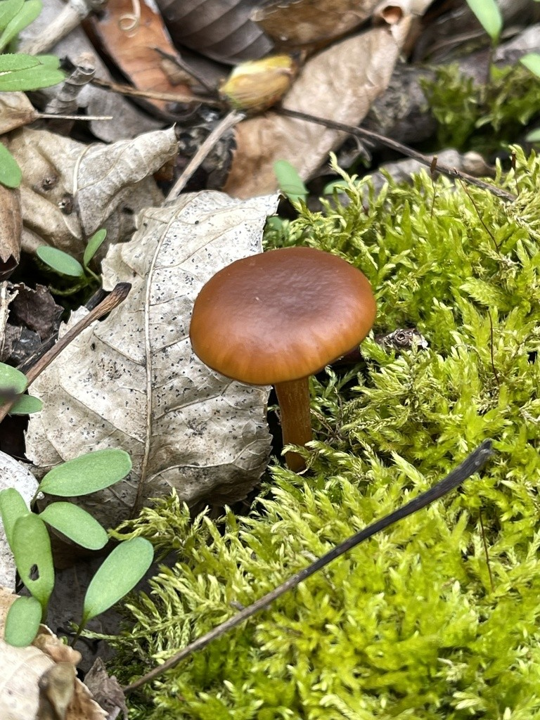 Funeral Bell Mushroom