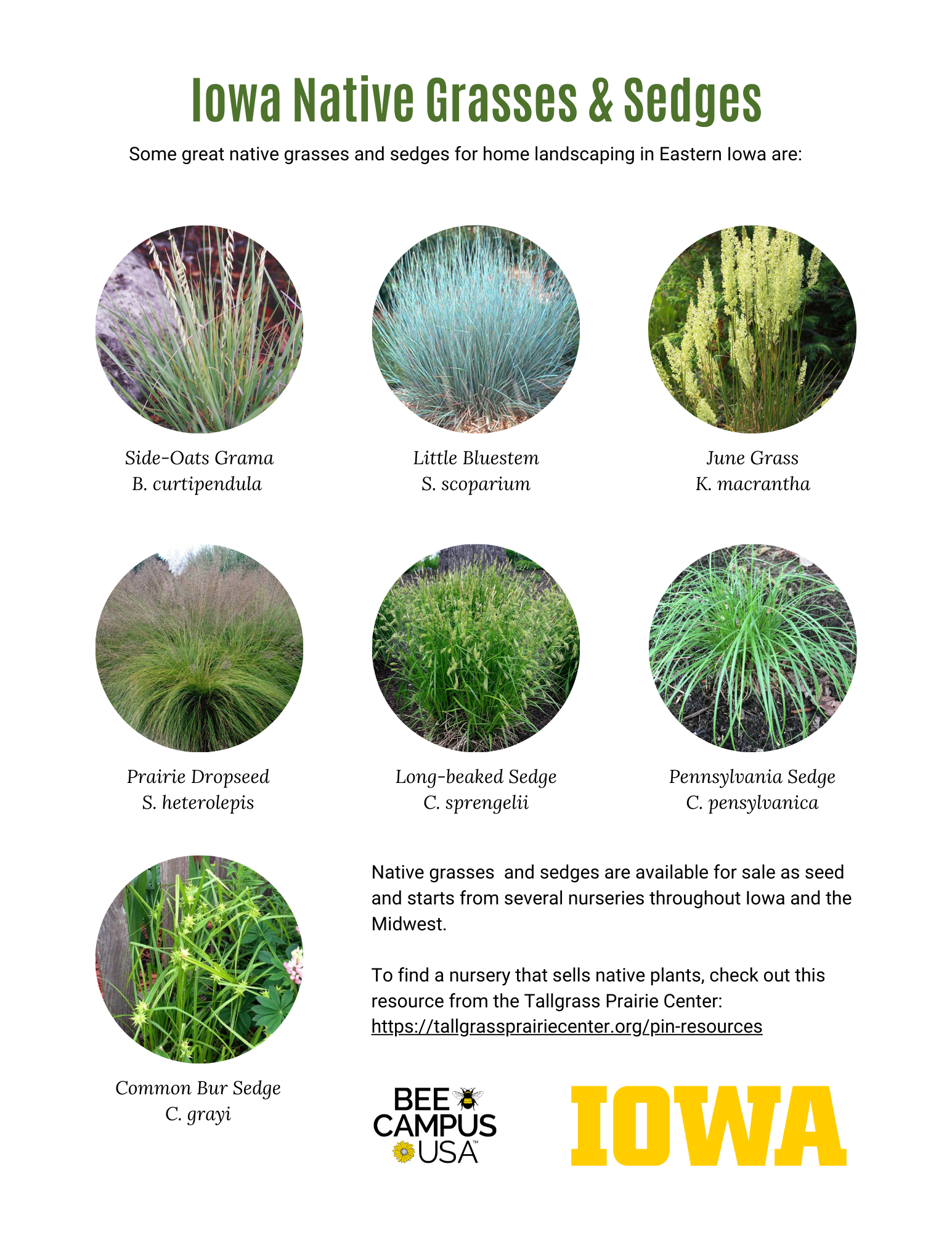 Iowa Native Grasses and Sedges