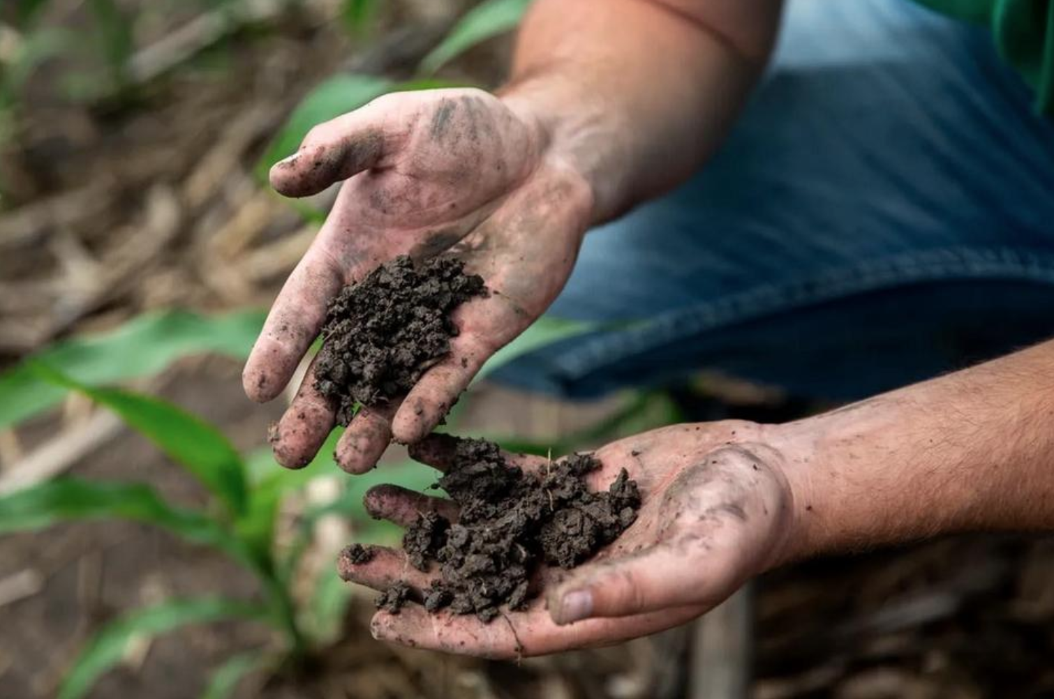 two handfuls of healthy soil from corn fields