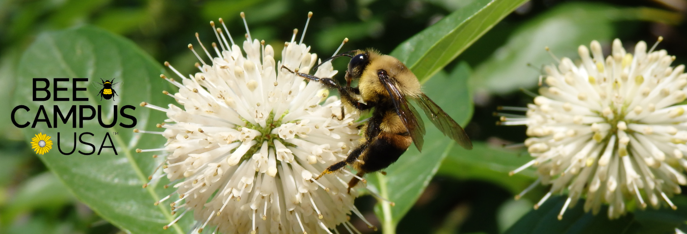 Bee on button bush Bee on button bush