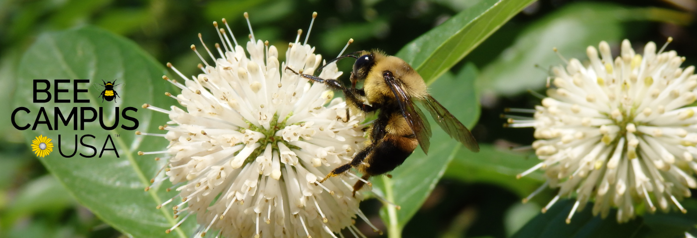 Bee on button bush