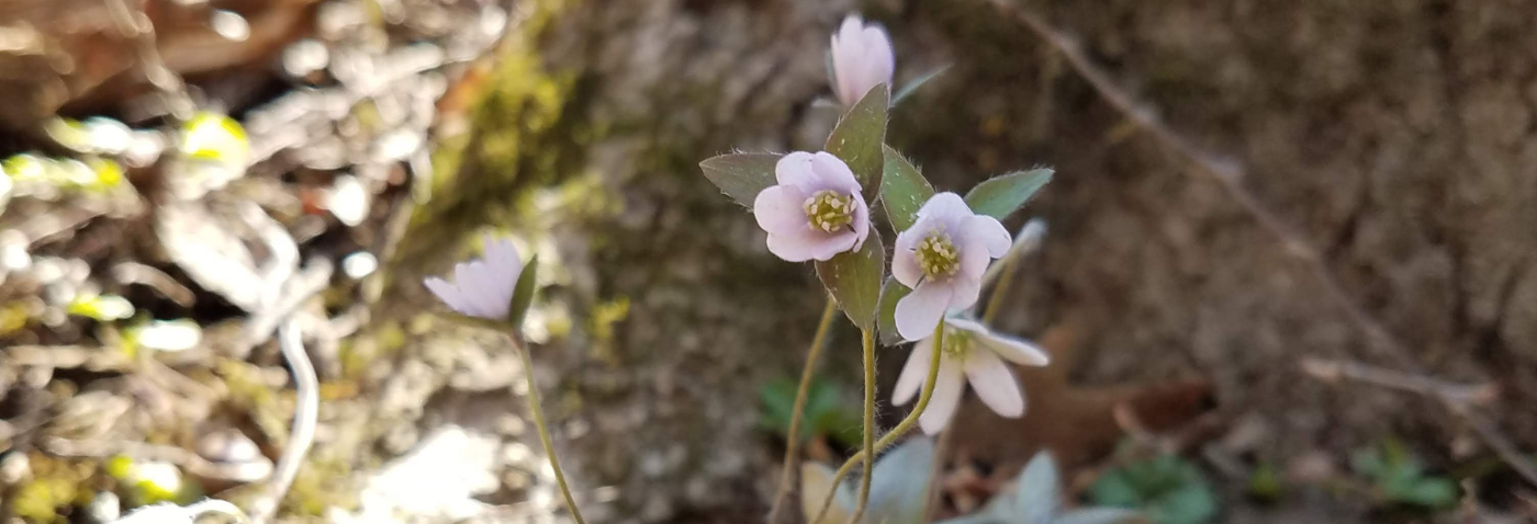 spring flowers