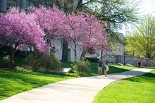 Tree Tours: Nature Walk & Talks