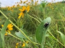 Prairie Tour: Wildflowers and Pollinators on the UI Campus!