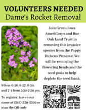 Dame's Rocket Invasive Species Removal