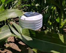 scanner in corn field