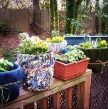 3 pots of plants sitting on a table 