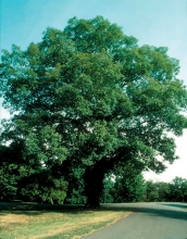 bur oak