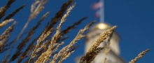 Grass blowing in the wind in front of the Old Captiol Building