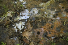 wet leaves