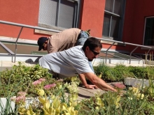 green roof top