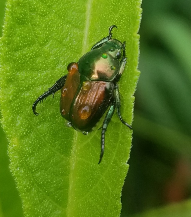 Japanese Beetle (Popillia japonica)	
