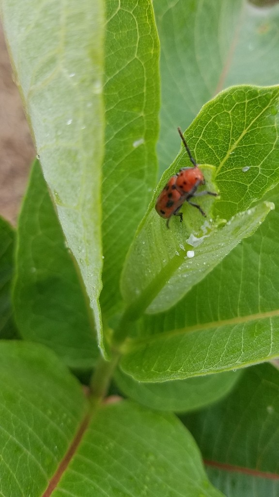 Red Milkweed Beetle (Tetraopes tetrophthalmus)	