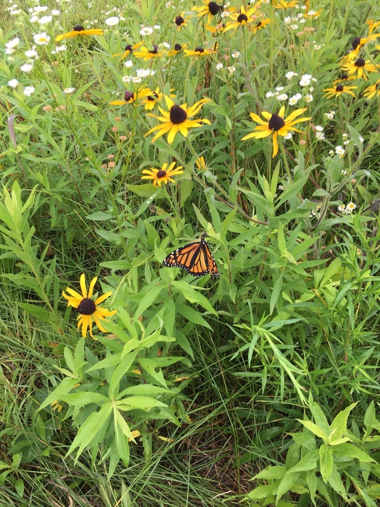 Monarch Butterfly (Danaus plexippus)
