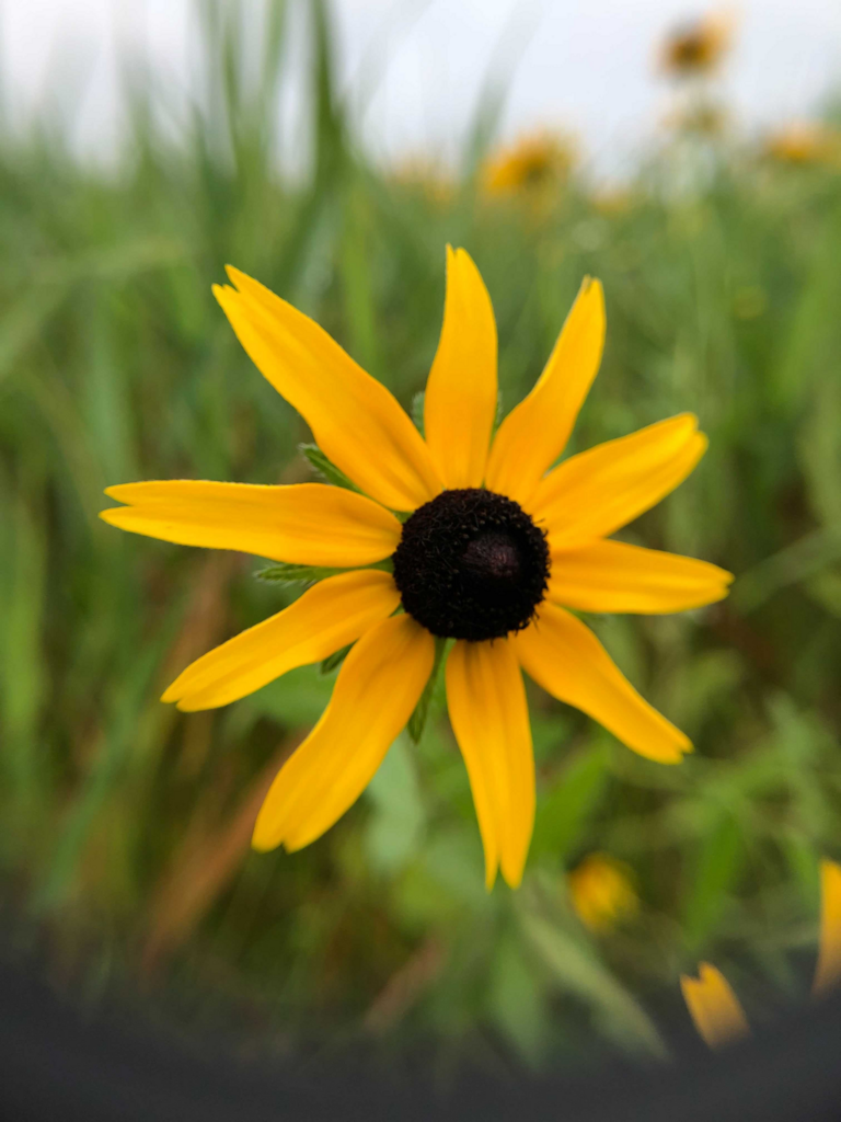 Black-eyed Susan (Rudbeckia hirta)