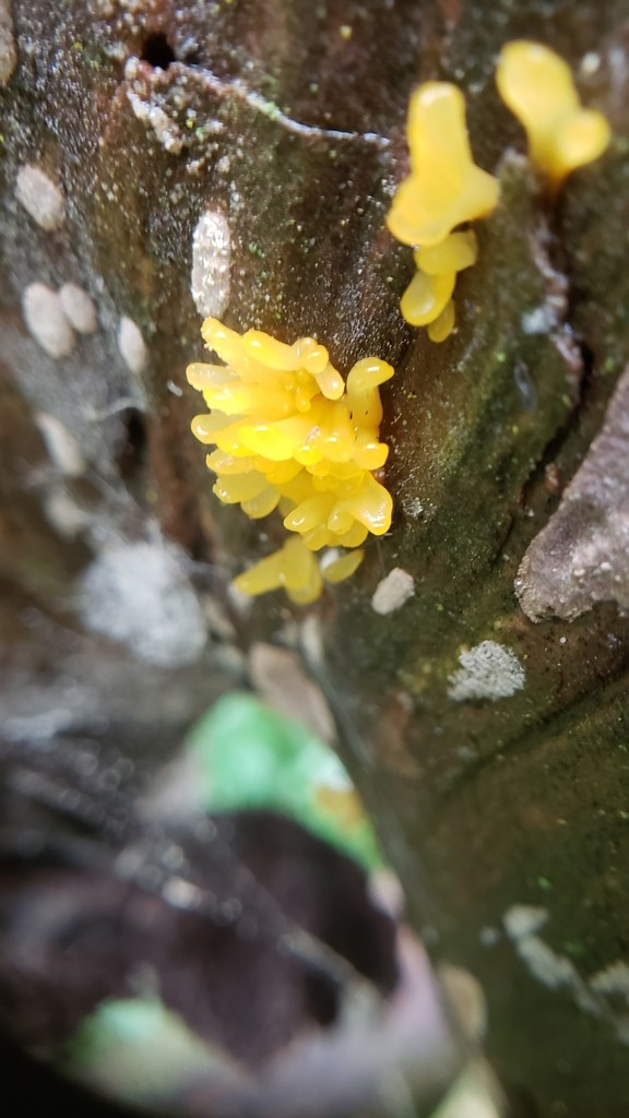 Jelly Fungus (Dacrymyces Capitatus)