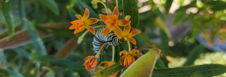 Native Plant Habitats Header