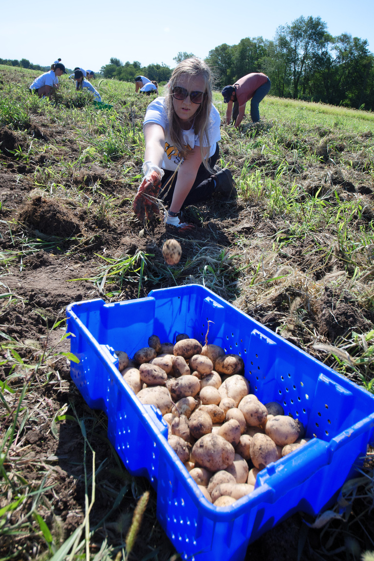 A volunteer harvests potatoes in a farm field
