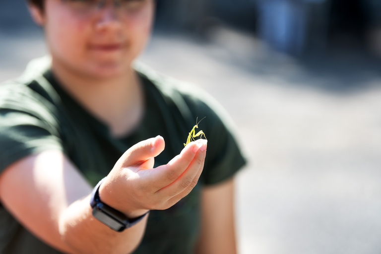 person holding mantis