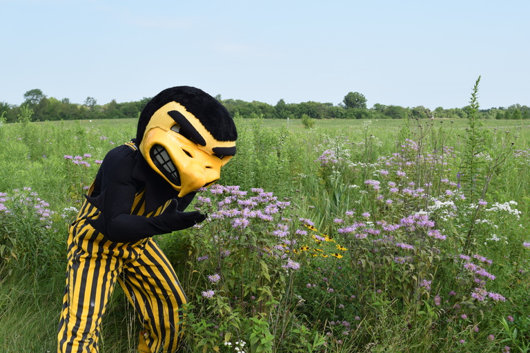 Herky smelling flowers at the prairie