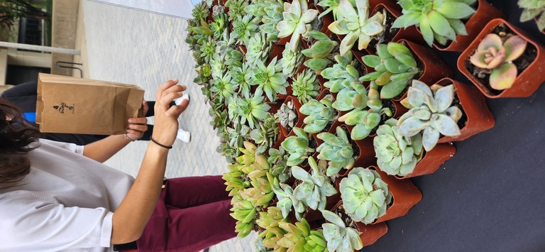 Close up of succulent plants at Library