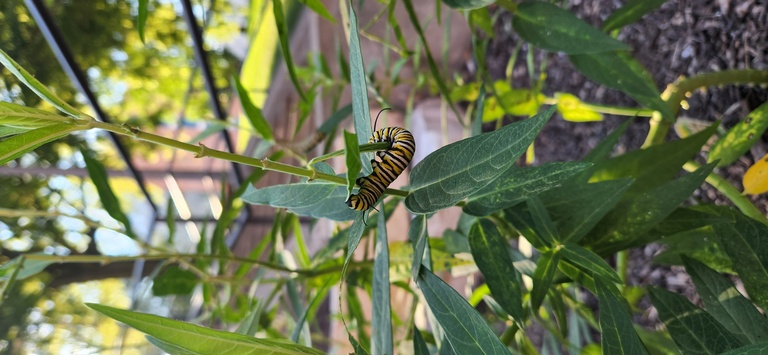Monarch caterpillar on milkweed at North Hall garden