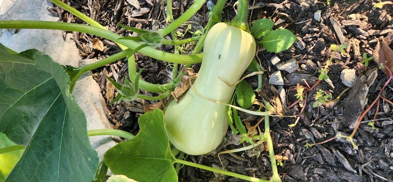 Butternut squash at North Hall garden