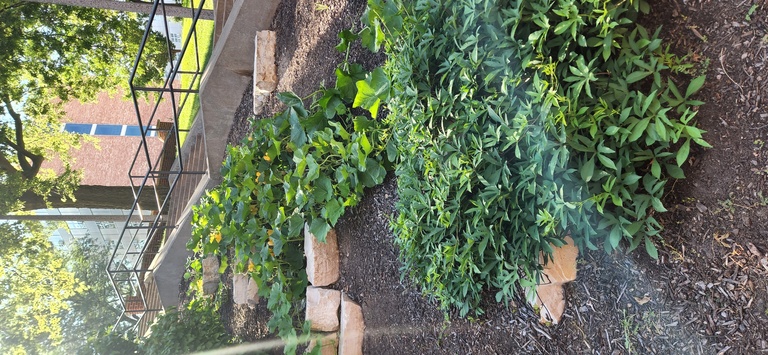 Squash vine runs down hill at North Hall garden