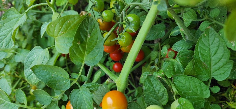 Cherry tomatoes at North Hall garden
