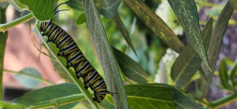 Monarch caterpillar on milkweed at North Hall garden