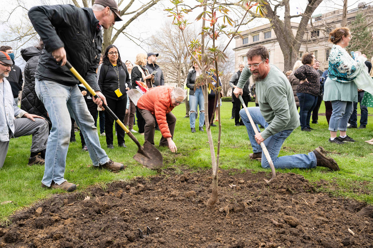 Campus Arborist Andy Dahl and others planting the Anne Frank tree on the Pentacrest