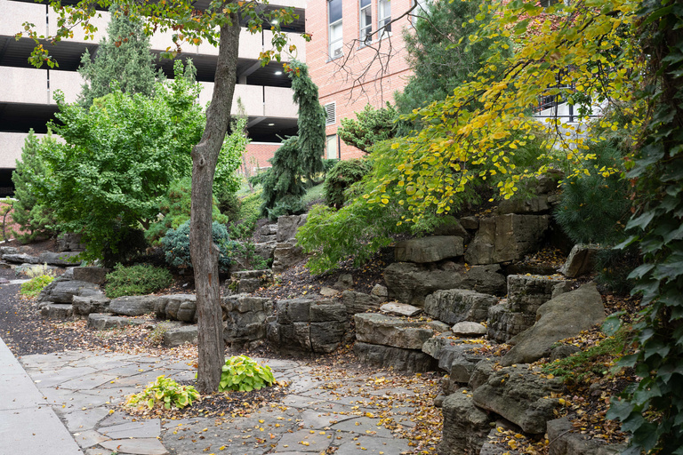 A small garden of conifer trees and plants tucked between a building and parking garage