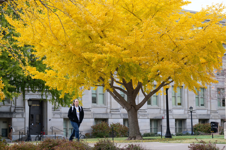 Students walking under a large ginkgo tree that has turned bright yellow for the fall