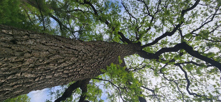 Close up photo of tree bark and branches of a Kentucky Coffee Tree