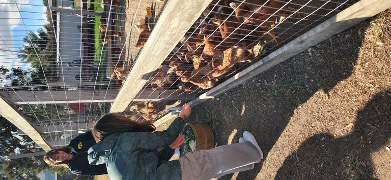 Students feeding chickens at Kroul Farm