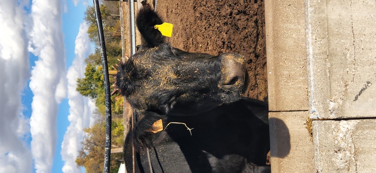 Close up of a black cow on a farm