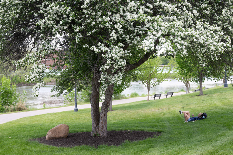 Tree with white flower blossoms and students sitting below