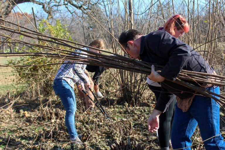 People harvesting kozo trees with a machete and clipper tools.