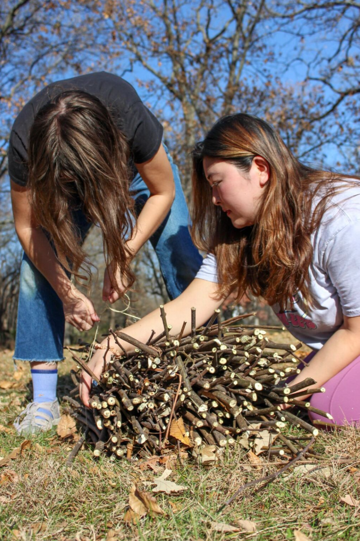 Two people bundling trimmed kozo trees.