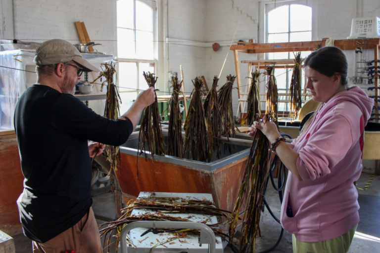 People tying kozo bark together to hang and dry.
