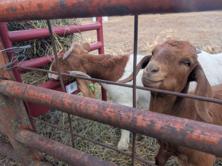 Two goats eating hay