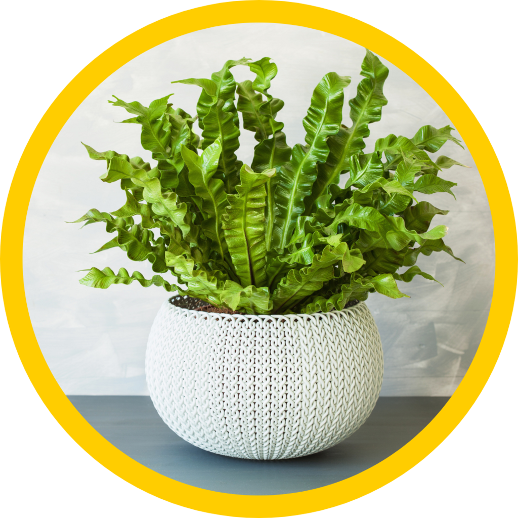 A green plant in a white pot