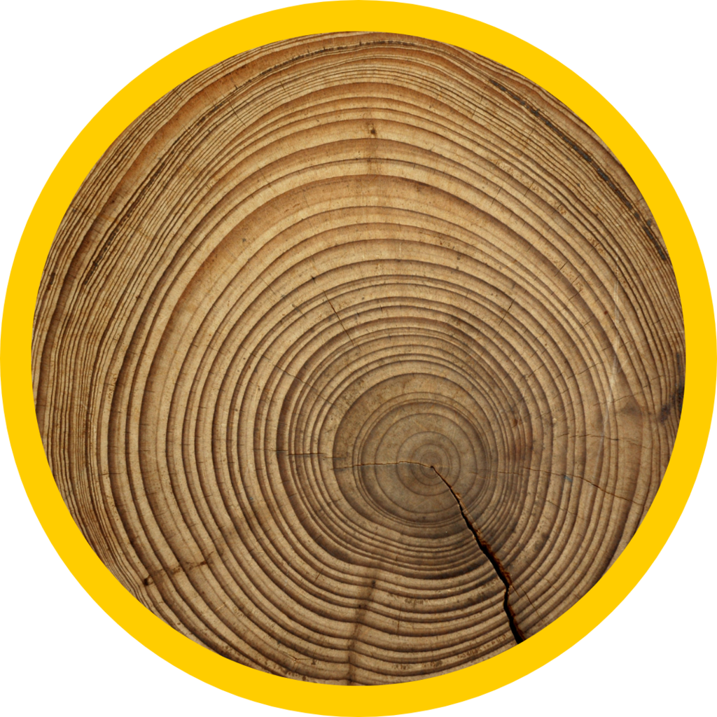 A crosscut piece of wood showing tree rings