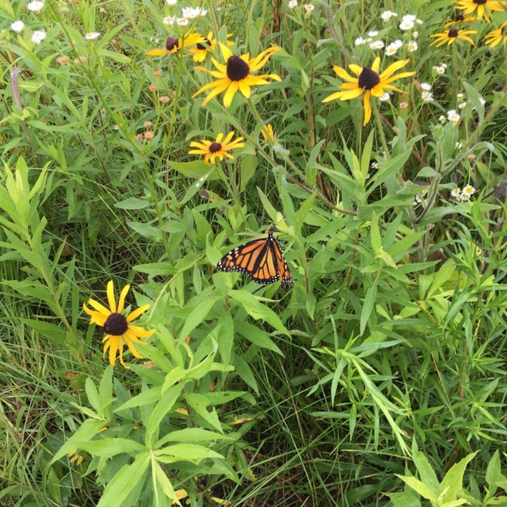 Monarch Butterfly (Danaus plexippus)