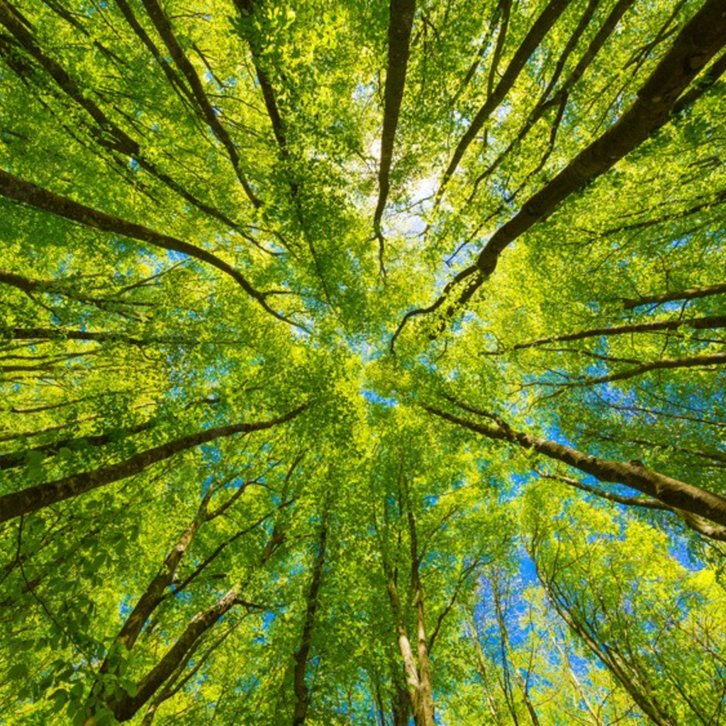 COVID-19 May Be Helping the Environment, Benefits Might Only Be Short Term