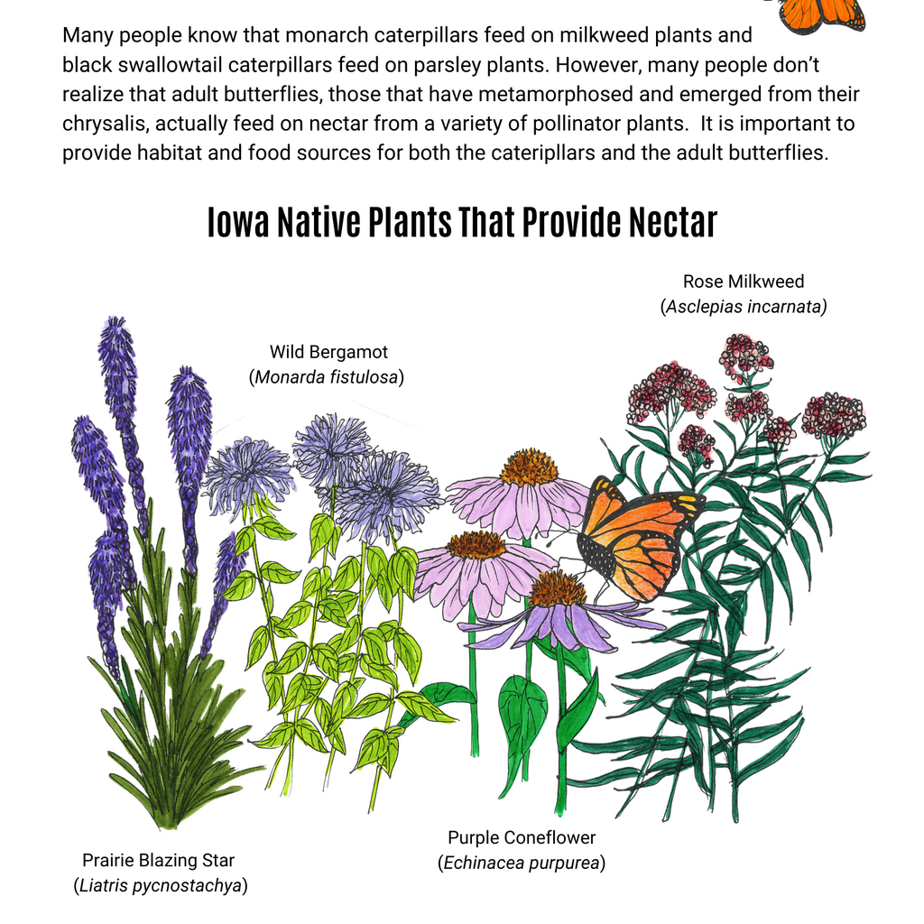 Pollinators Need Nectar Too - Flyer
