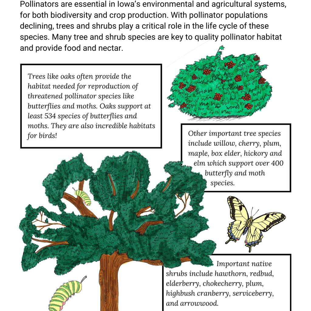 Trees and Shrubs for Pollinators - Flyer