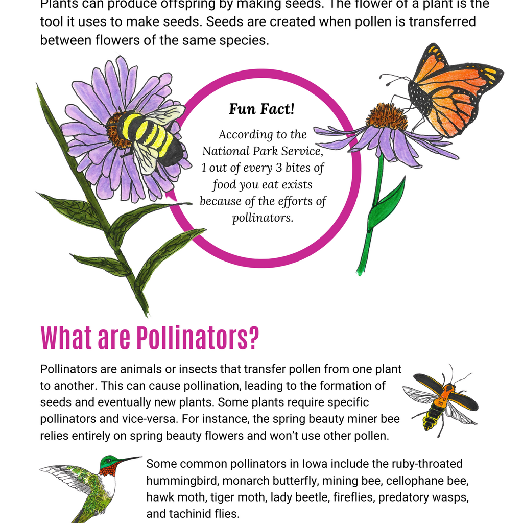 What is Pollination - Flyer