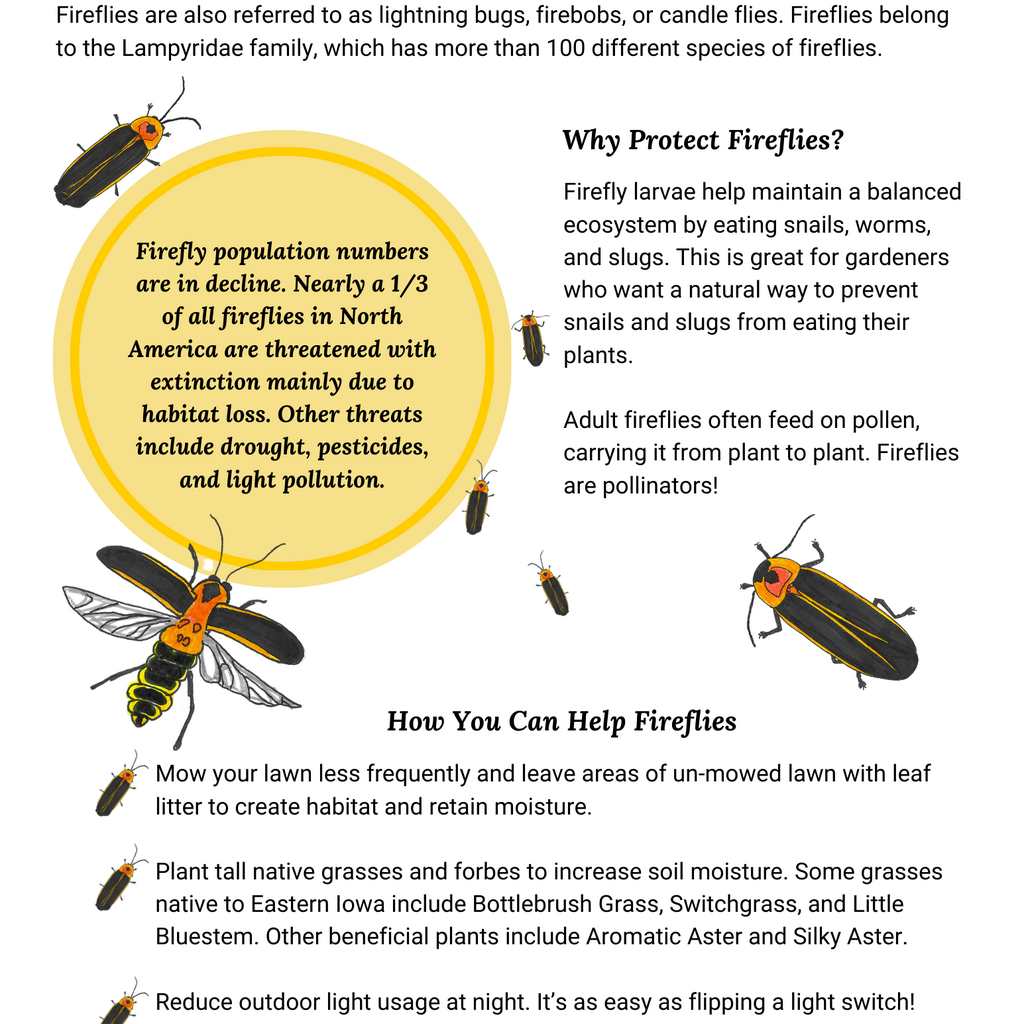 Fireflies Are Pollinators - Flyer
