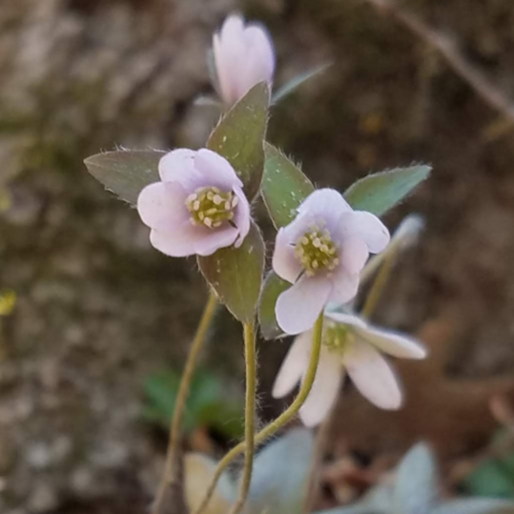 City Nature Challenge